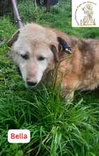 BELLA, Hund, Mischlingshund in Bosnien und Herzegowina - Bild 5