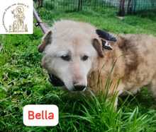 BELLA, Hund, Mischlingshund in Bosnien und Herzegowina - Bild 6