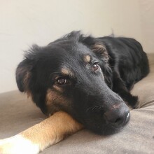 SUSI, Hund, Mischlingshund in Mansfeld