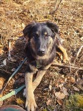 SUSI, Hund, Mischlingshund in Mansfeld - Bild 2