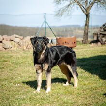 SUSI, Hund, Mischlingshund in Mansfeld - Bild 3