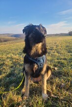 SUSI, Hund, Mischlingshund in Mansfeld - Bild 5