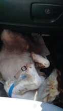 LUCA, Hund, Epagneul Breton-Mix in Italien - Bild 2