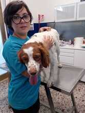 LUCA, Hund, Epagneul Breton-Mix in Italien - Bild 3