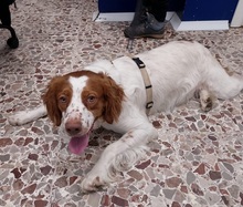 LUCA, Hund, Epagneul Bretone Mischling in Italien