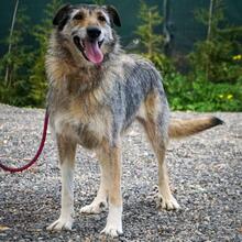 LOBITA, Hund, Mischlingshund in Fronhausen - Bild 1