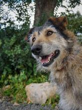 LOBITA, Hund, Mischlingshund in Fronhausen - Bild 2