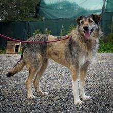 LOBITA, Hund, Mischlingshund in Fronhausen - Bild 3