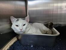 BIANCHINO, Katze, Europäisch Kurzhaar in Italien - Bild 1