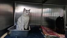 BIANCHINO, Katze, Europäisch Kurzhaar in Italien - Bild 2