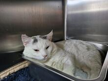 BIANCHINO, Katze, Europäisch Kurzhaar in Italien - Bild 3