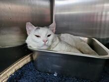 BIANCHINO, Katze, Europäisch Kurzhaar in Italien - Bild 4