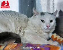 BIANCHINO, Katze, Europäisch Kurzhaar in Italien - Bild 5