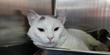 BIANCHINO, Katze, Europäisch Kurzhaar in Italien - Bild 6