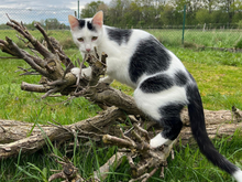 HORACE, Katze, Europäisch Kurzhaar in Sauerlach - Bild 1
