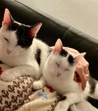 HORACE, Katze, Europäisch Kurzhaar in Sauerlach - Bild 2