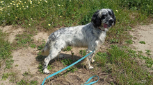 JAZZY, Hund, Mischlingshund in Griechenland - Bild 3