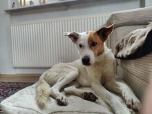 KNIRPS, Hund, Mischlingshund in Frankenthal - Bild 1