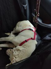 KNIRPS, Hund, Mischlingshund in Frankenthal - Bild 2