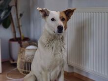 KNIRPS, Hund, Mischlingshund in Frankenthal - Bild 3