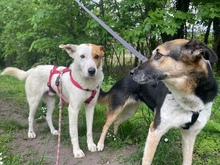 KNIRPS, Hund, Mischlingshund in Frankenthal - Bild 4