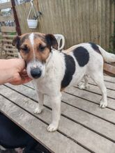 NORA, Hund, Foxterrier in Ungarn - Bild 1