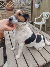 NORA, Hund, Foxterrier in Ungarn - Bild 2