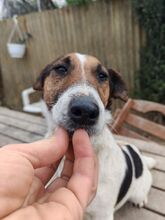 NORA, Hund, Foxterrier in Ungarn - Bild 3