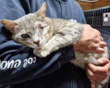 CERASO, Katze, Europäisch Kurzhaar in Italien