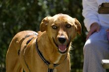 TAMILO, Hund, Mischlingshund in Zorneding - Bild 1