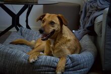 TAMILO, Hund, Mischlingshund in Zorneding - Bild 2