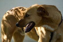 TAMILO, Hund, Mischlingshund in Zorneding - Bild 3