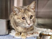 ELBA, Katze, Europäisch Kurzhaar in Italien
