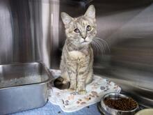 ELBA, Katze, Europäisch Kurzhaar in Italien - Bild 10