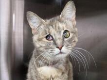 ELBA, Katze, Europäisch Kurzhaar in Italien - Bild 11