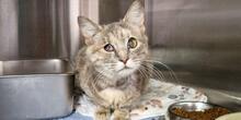ELBA, Katze, Europäisch Kurzhaar in Italien - Bild 12