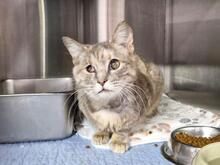 ELBA, Katze, Europäisch Kurzhaar in Italien - Bild 2