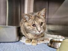 ELBA, Katze, Europäisch Kurzhaar in Italien - Bild 3