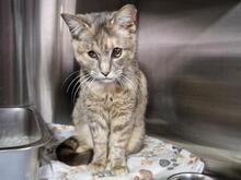 ELBA, Katze, Europäisch Kurzhaar in Italien - Bild 4