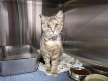 ELBA, Katze, Europäisch Kurzhaar in Italien - Bild 5