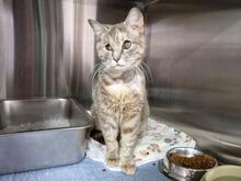 ELBA, Katze, Europäisch Kurzhaar in Italien - Bild 6