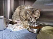 ELBA, Katze, Europäisch Kurzhaar in Italien - Bild 7