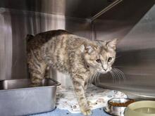 ELBA, Katze, Europäisch Kurzhaar in Italien - Bild 8