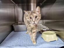 ELBA, Katze, Europäisch Kurzhaar in Italien - Bild 9