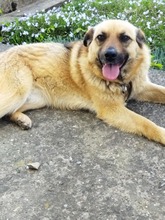 CHERRY, Hund, Mischlingshund in Bulgarien - Bild 1