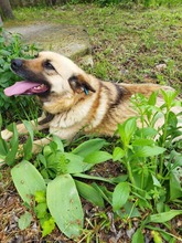 CHERRY, Hund, Mischlingshund in Bulgarien - Bild 2
