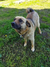 CHERRY, Hund, Mischlingshund in Bulgarien - Bild 3