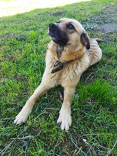 CHERRY, Hund, Mischlingshund in Bulgarien - Bild 4