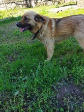 CHERRY, Hund, Mischlingshund in Bulgarien - Bild 5