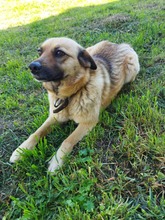 CHERRY, Hund, Mischlingshund in Bulgarien - Bild 6